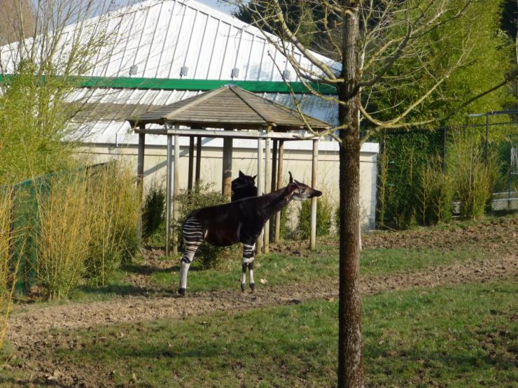 okapi-sans-droits-d-auteur-1.jpg