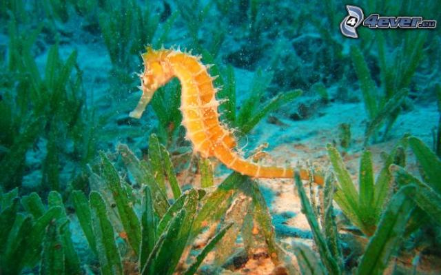 hippocampe   -    http://www.listofimages.com/seahorse-animal.html