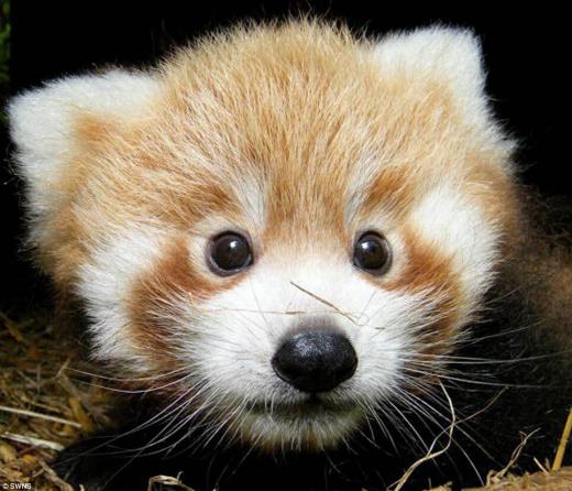 bébé panda roux, avec son pelage jaune