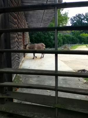 Zebre PARCDELATETED'ORLYON