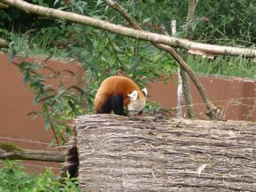 panda roux zoopark trégomeur