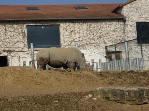 rhinoceros zoobeauval